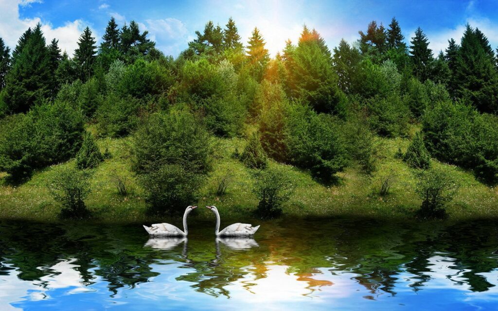 Tranquil Swans Wallpaper: Picturesque River Scene Background