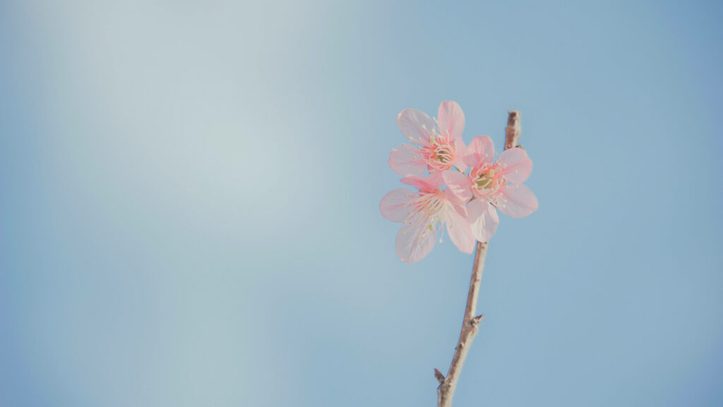 Serenity in Blossom: Captivating Cherry Blossom Blooms in Tranquil Blue Setting Wallpaper