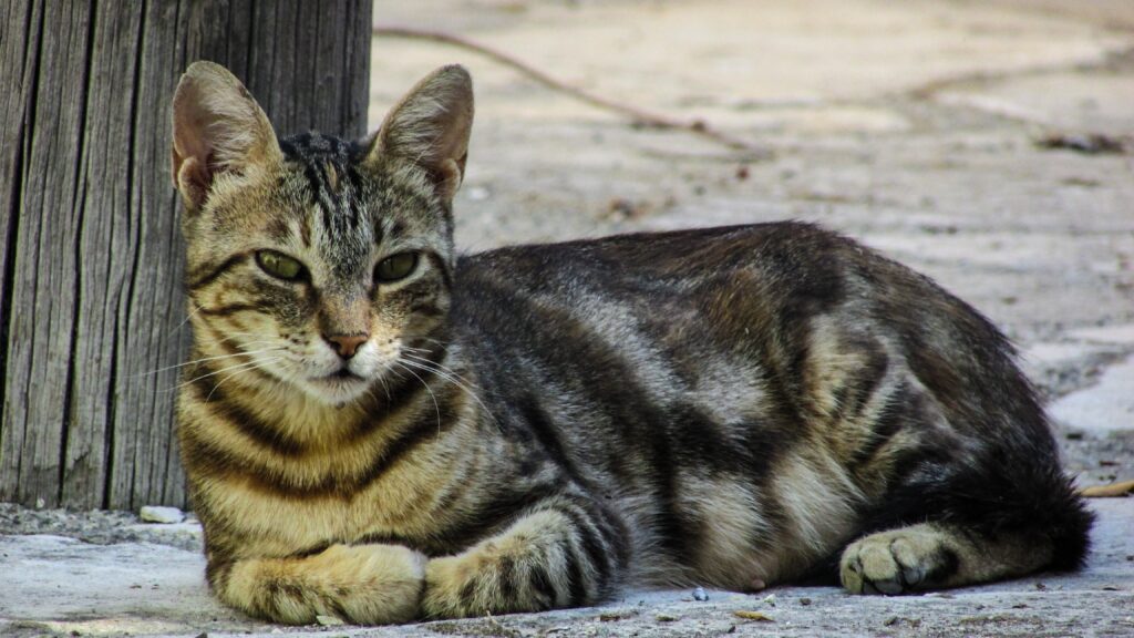 Relaxed Tabby Cat Wallpaper on Stone - Tranquil Background Image