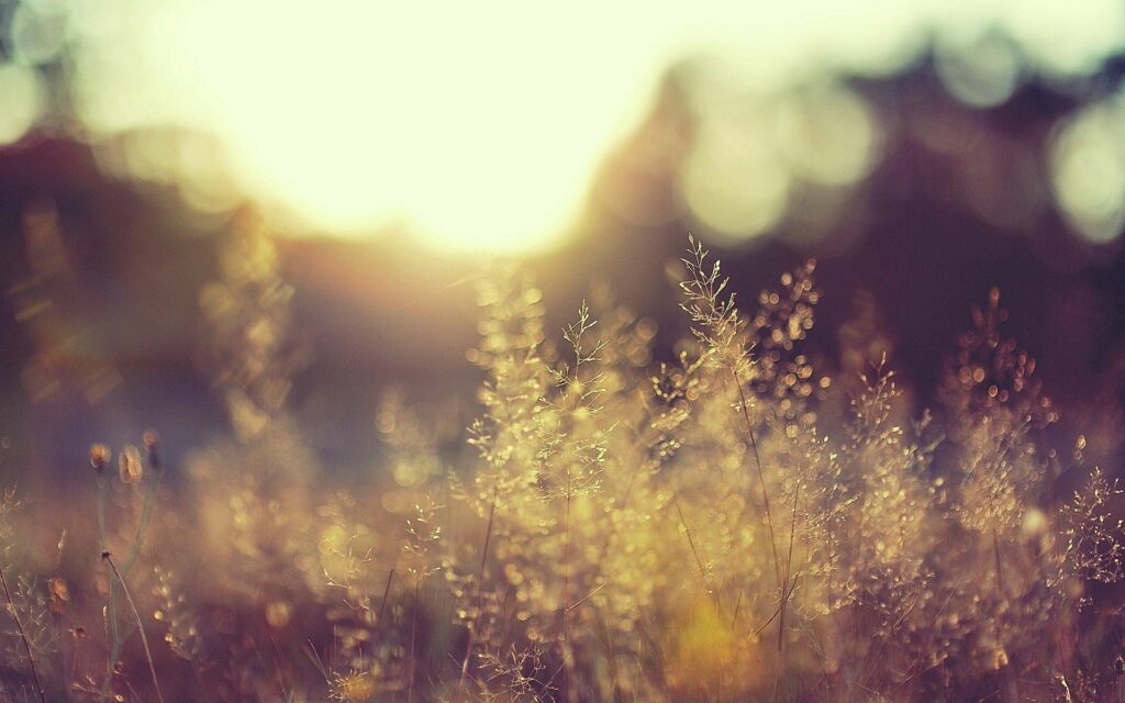 Tranquil Tall Grass Wallpaper Under Warm Sunlight - Calm Background