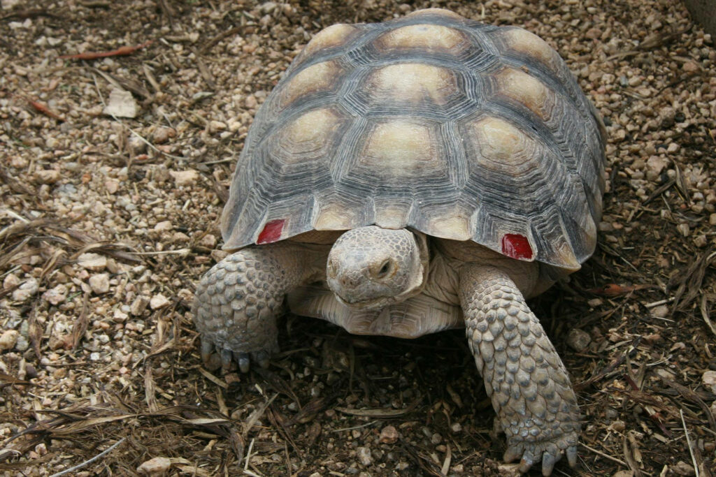Tortoise with Red Shell Marks on Earthy Pebble Background Wallpaper