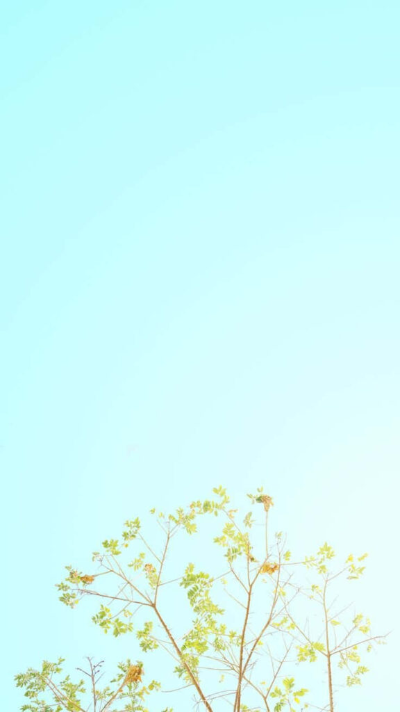 Serene Minimalist Tree Leaves Wallpaper for iPhone - Light Blue Sky
