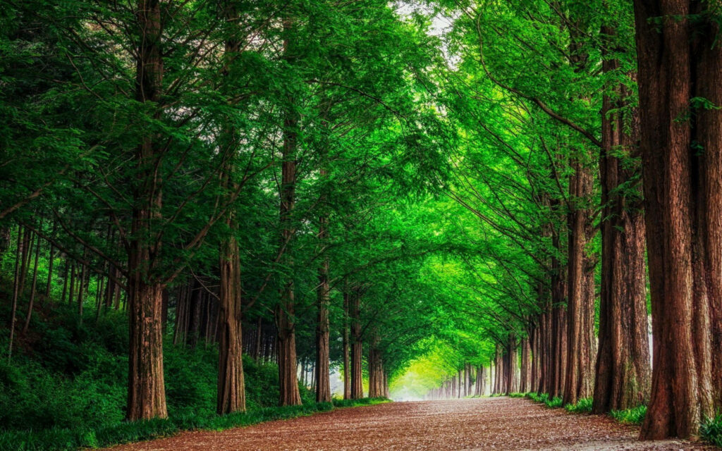 “Tranquil Tree-Lined Pathway Wallpaper: Lush Natural Serenity”