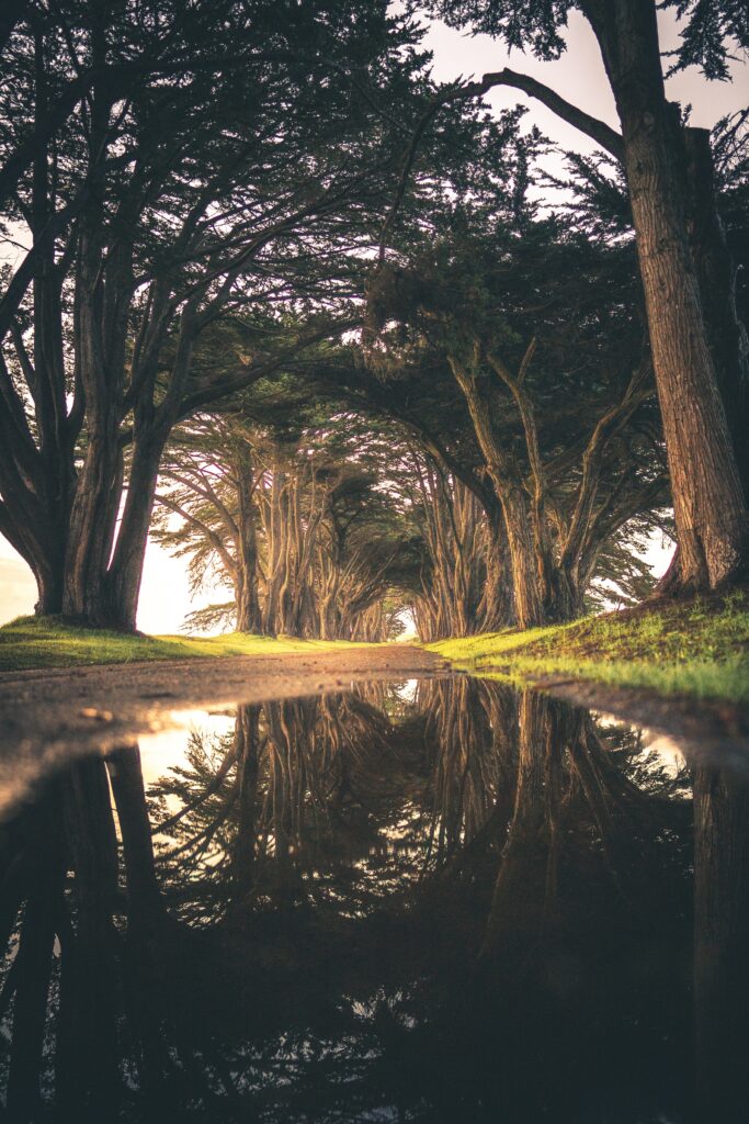 Tree-lined road with arching branches reflected in a calm puddle serene nature wallpaper background