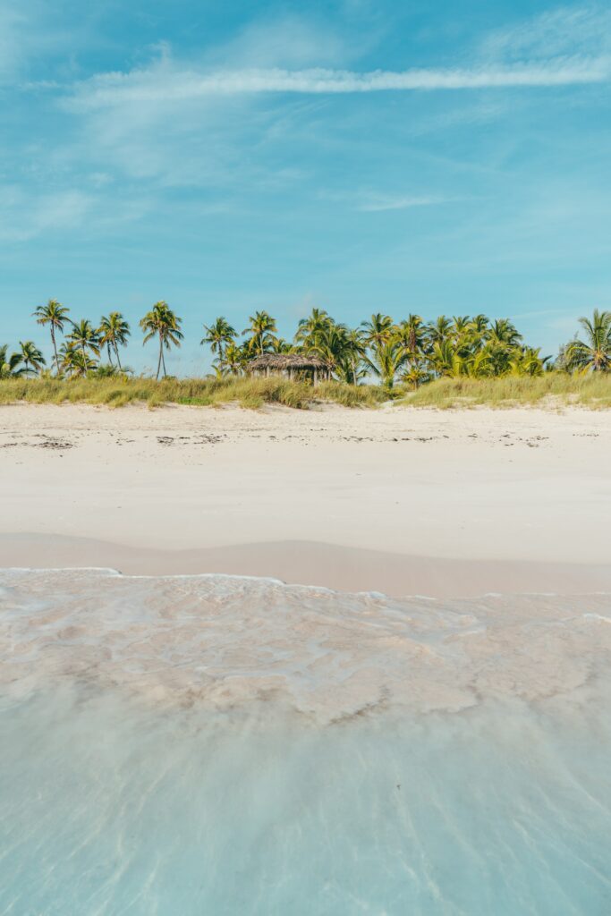 Tropical beach wallpaper with clear blue ocean white sand and lush green palm trees under sky