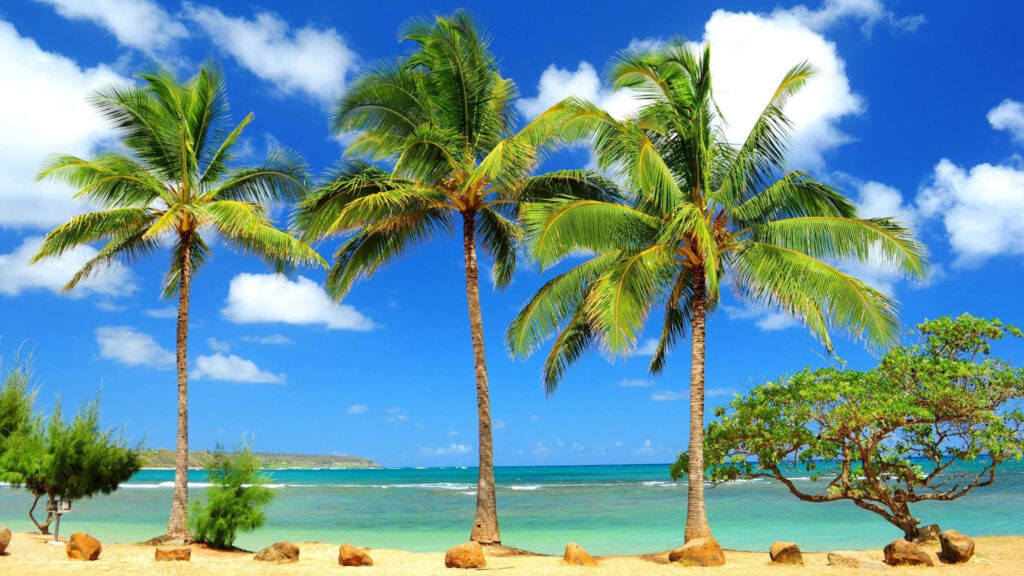Tranquil Tropical Beach Wallpaper: Lush Palms & Clear Ocean Beauty