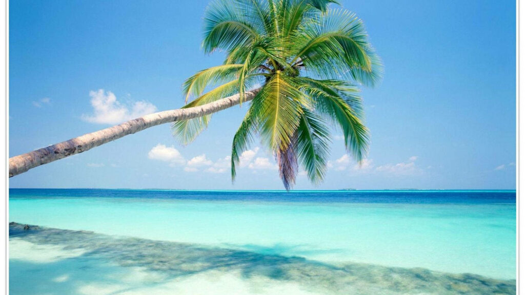 Serene Tropical Beach Wallpaper: Clear Sea & Leaning Palm Tree