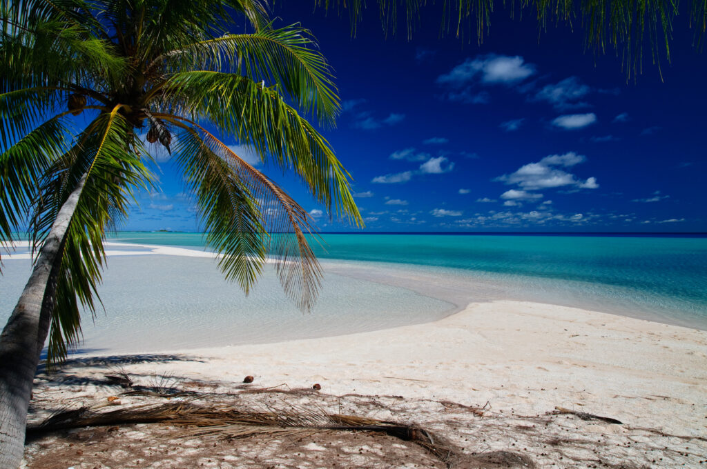 Tropical beach wallpaper with arching palm tree white sand turquoise ocean and blue sky clouds
