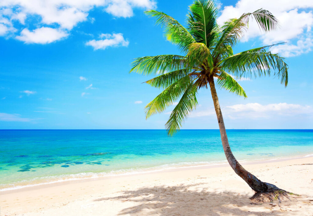 Tranquil Tropical Beach Wallpaper: Serene Paradise with Palm Tree