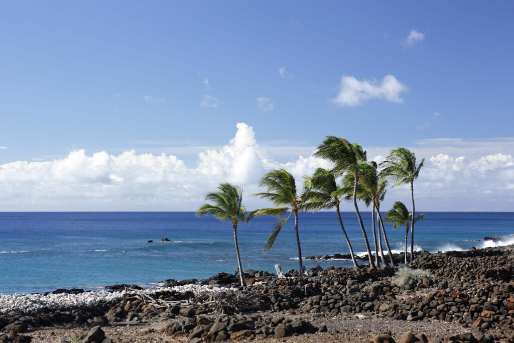 Serene tropical beach with leaning palm trees rocky shore turquoise sea and clear blue sky Wallpaper