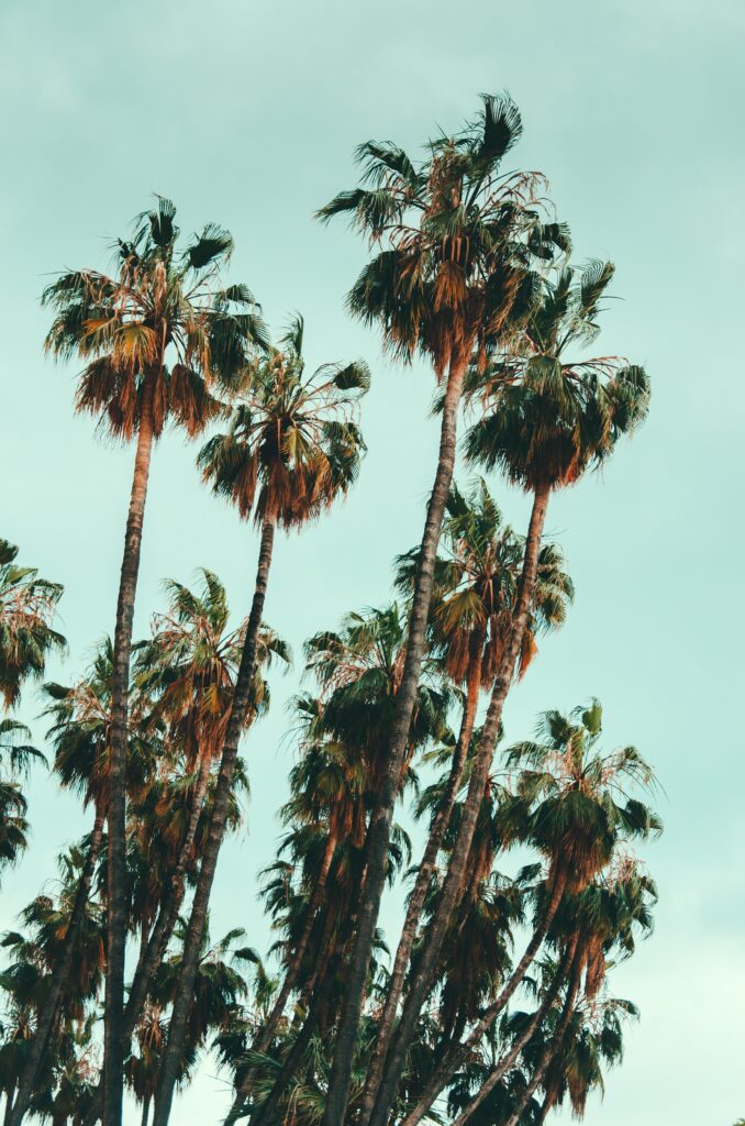 Tall palm trees under pastel sky with sunlight creating a tranquil tropical wallpaper background