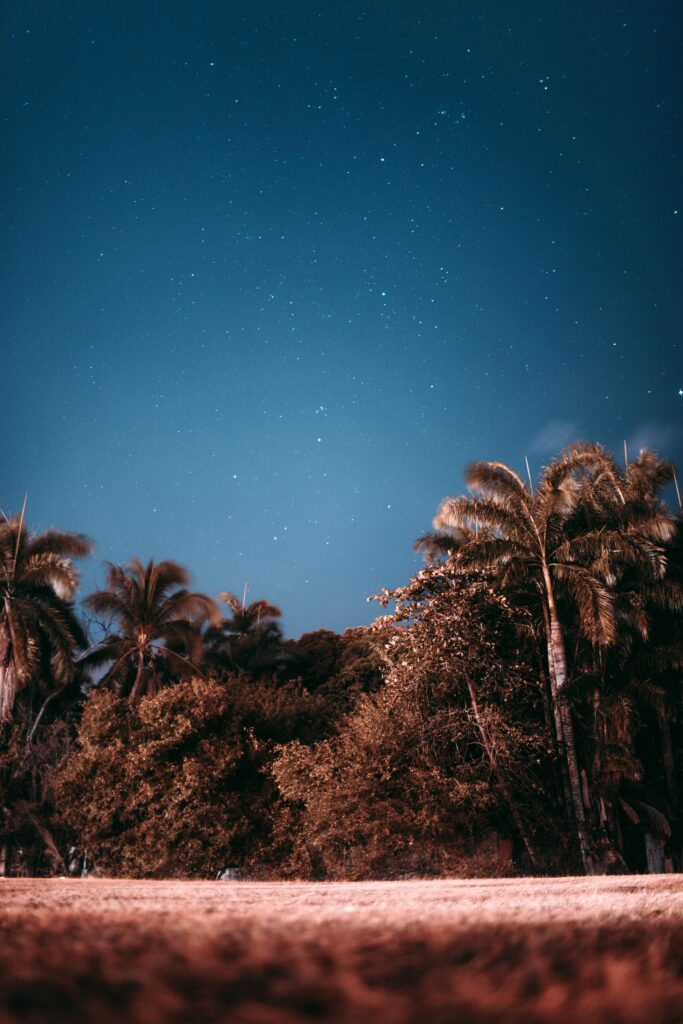 Tall palm trees silhouette under starry evening sky with warm glowing tropical foliage wallpaper