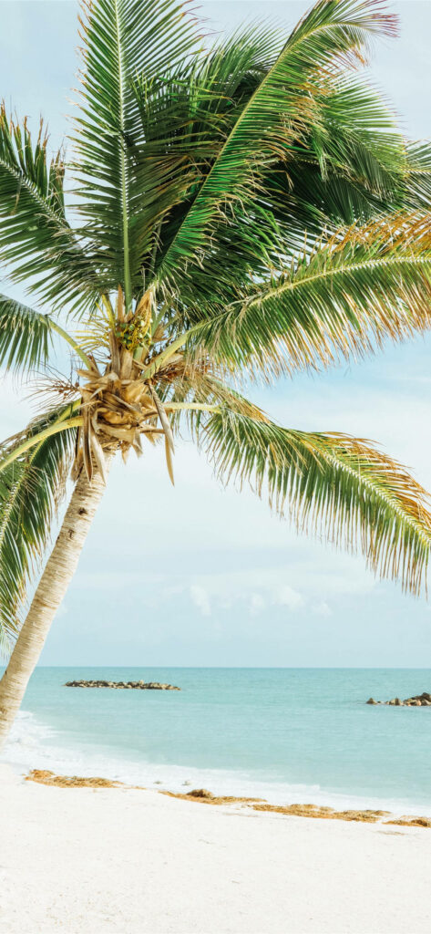 Tranquil Tropical Beach Wallpaper with Coconut Tree and Turquoise Ocean