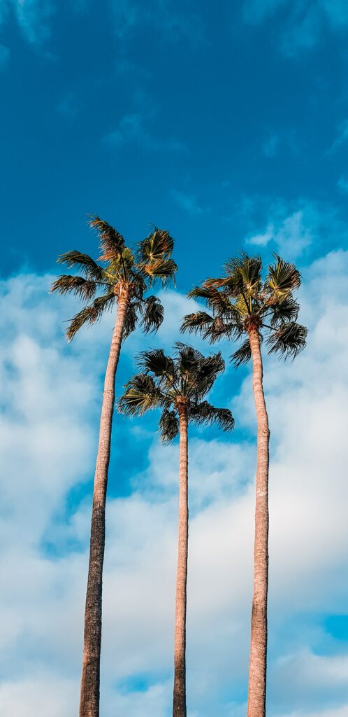 Three tall palm trees under a bright blue sky with white clouds tropical paradise wallpaper background