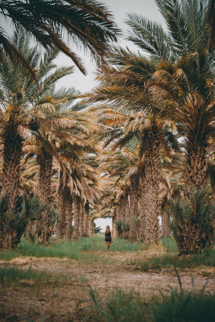Girl walking on lush tropical palm tree path with vibrant green grass serene nature wallpaper