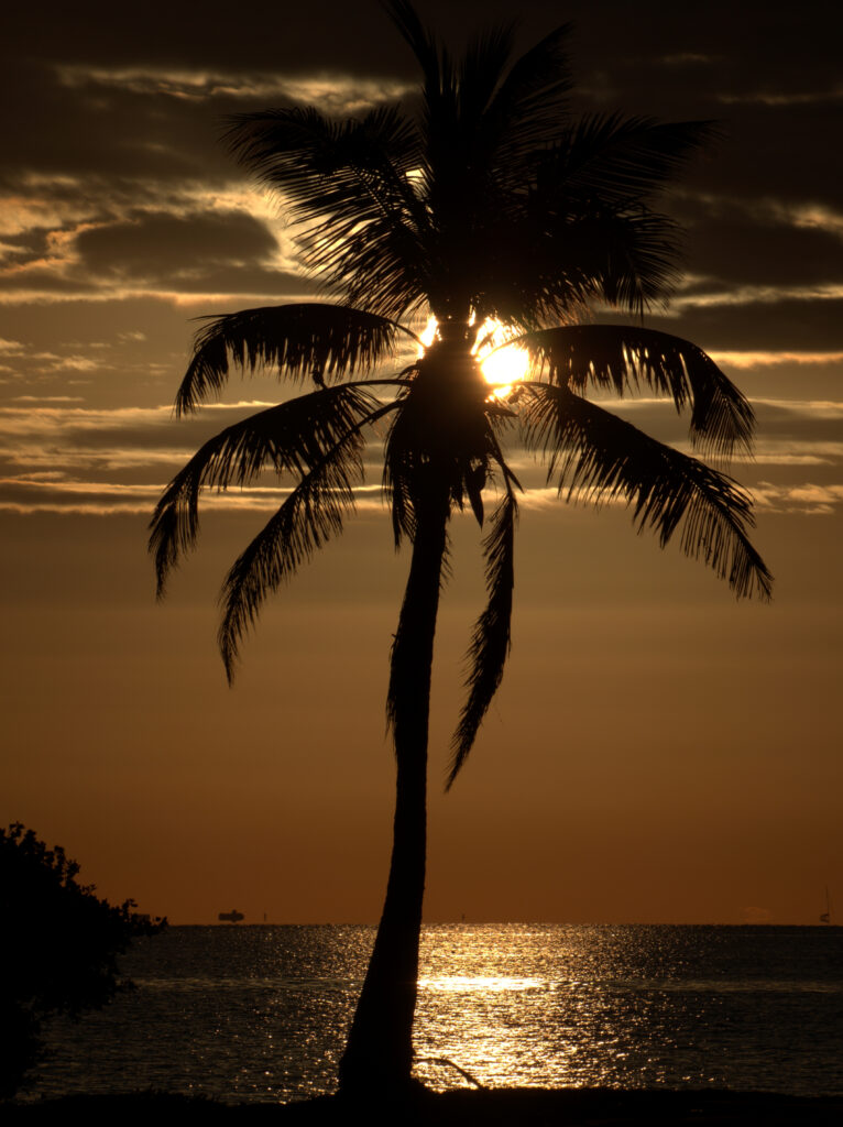 Tranquil palm tree silhouette at sunset over calm sea with orange gold twilight tropical wallpaper