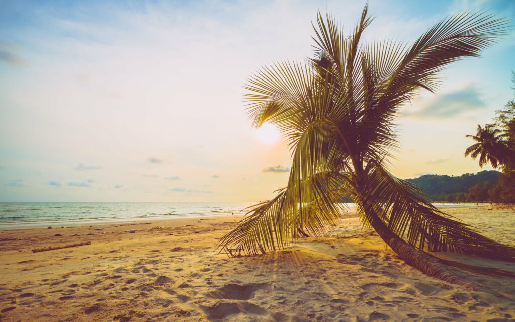 Tropical Tranquility: Sunset Serenade on a Palm-lined Beach Wallpaper