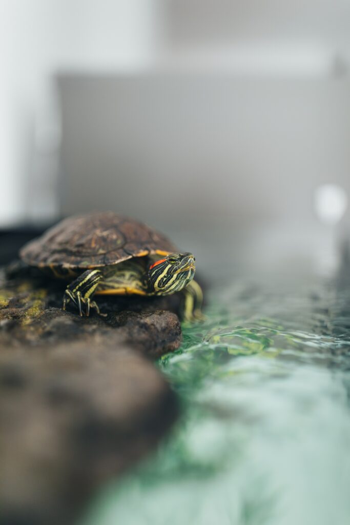 Tranquil Turtle Wallpaper: Serene Rock & Water Scene