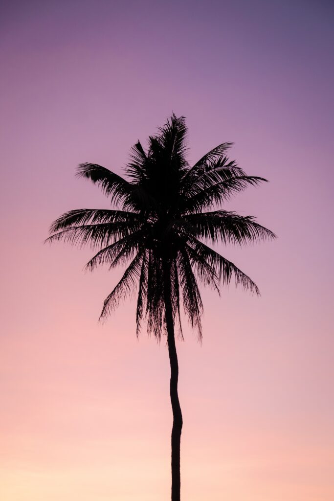 Silhouette of a lone palm tree against a purple and pink twilight sky tropical wallpaper background