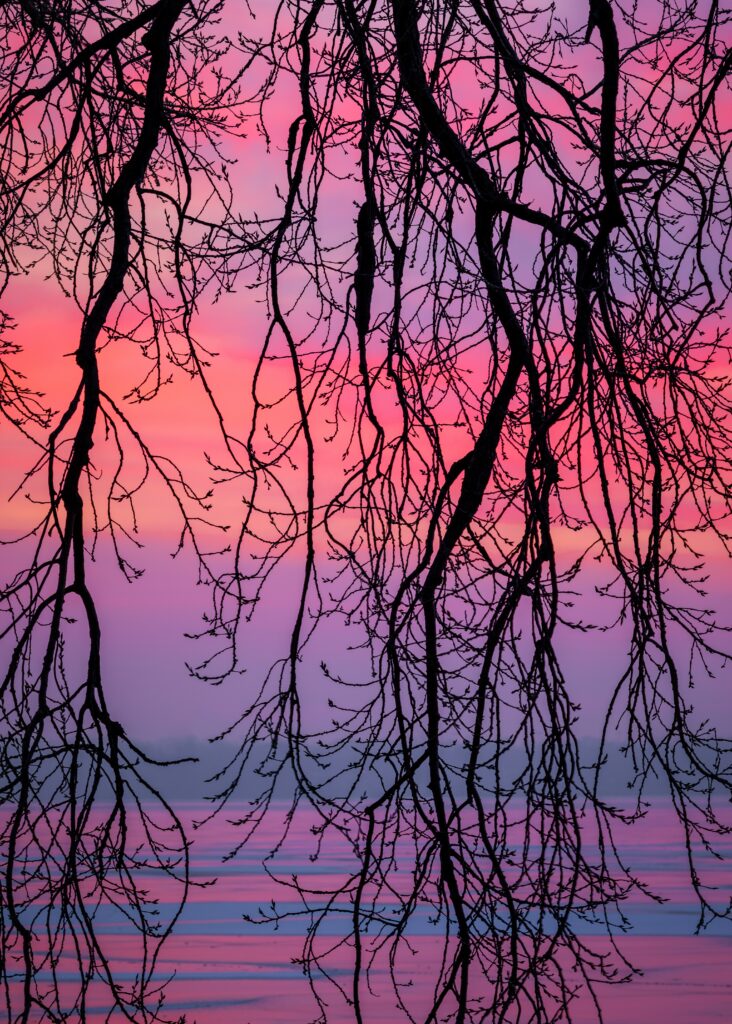 Delicate branches silhouetted against vibrant purple and pink dusk sky nature wallpaper background