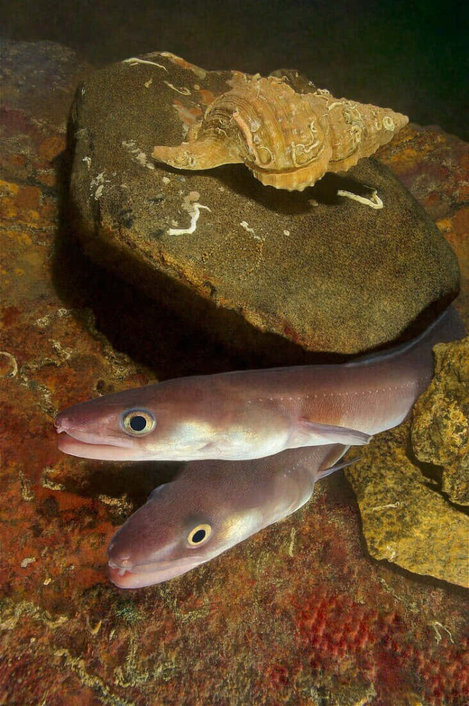 Two conger eels resting on rocky seabed with earthy tones and textured seashell in background Wallpaper