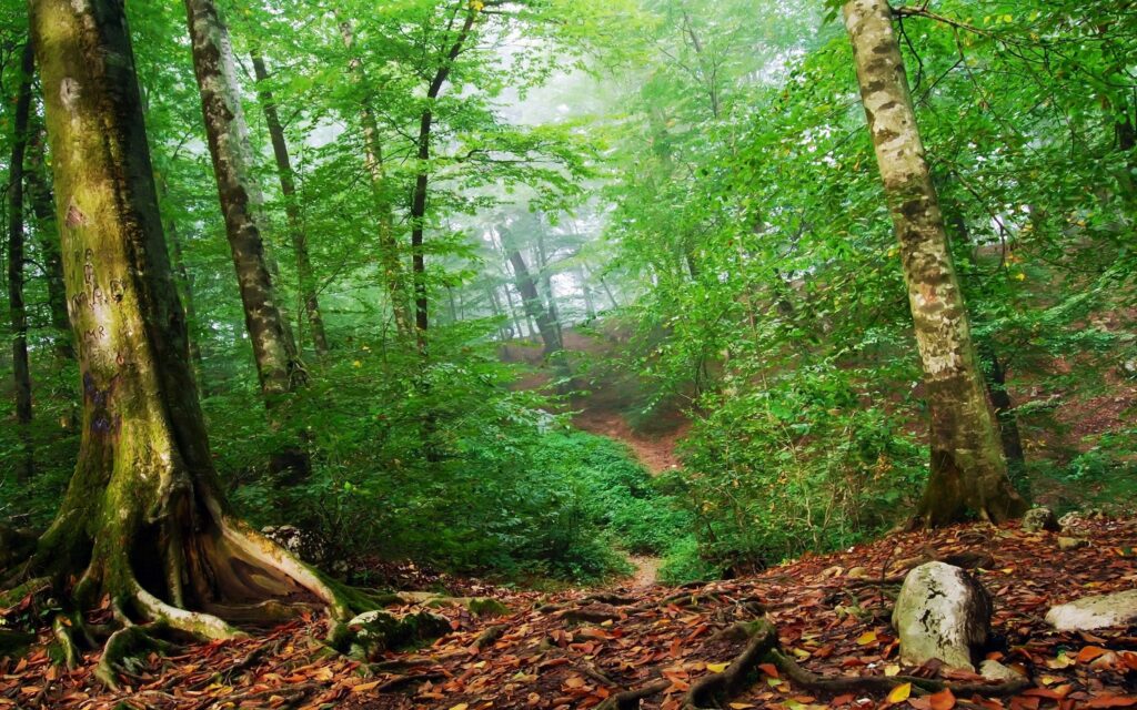 Vibrant forest wallpaper with tall trees dense green leaves twisting roots and soft haze background
