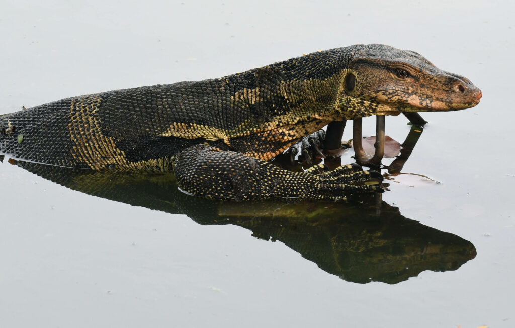 Serene Asian Monitor Lizard Resting in Freshwater Wallpaper