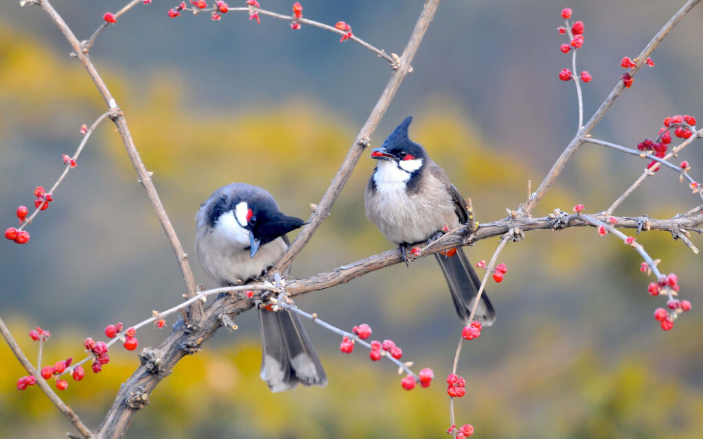 Tranquil Birds on Blossoming Branches - Nature Wallpaper