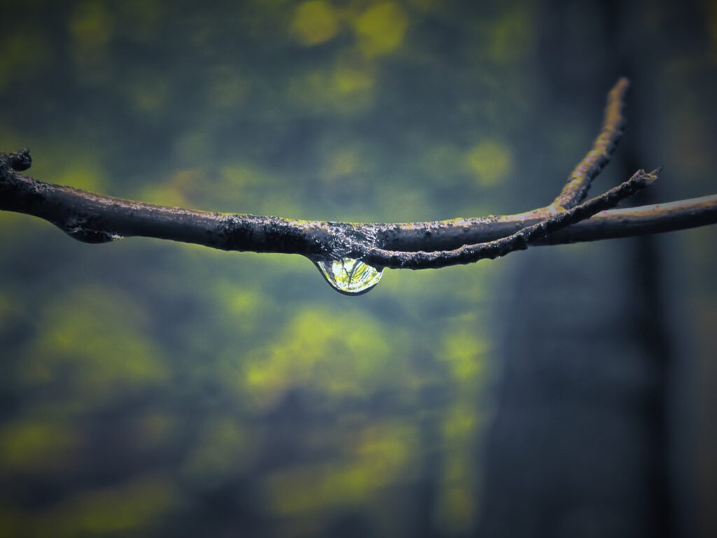 Tranquil Wallpaper: Delicate Branch with Dewdrop & Soft Light