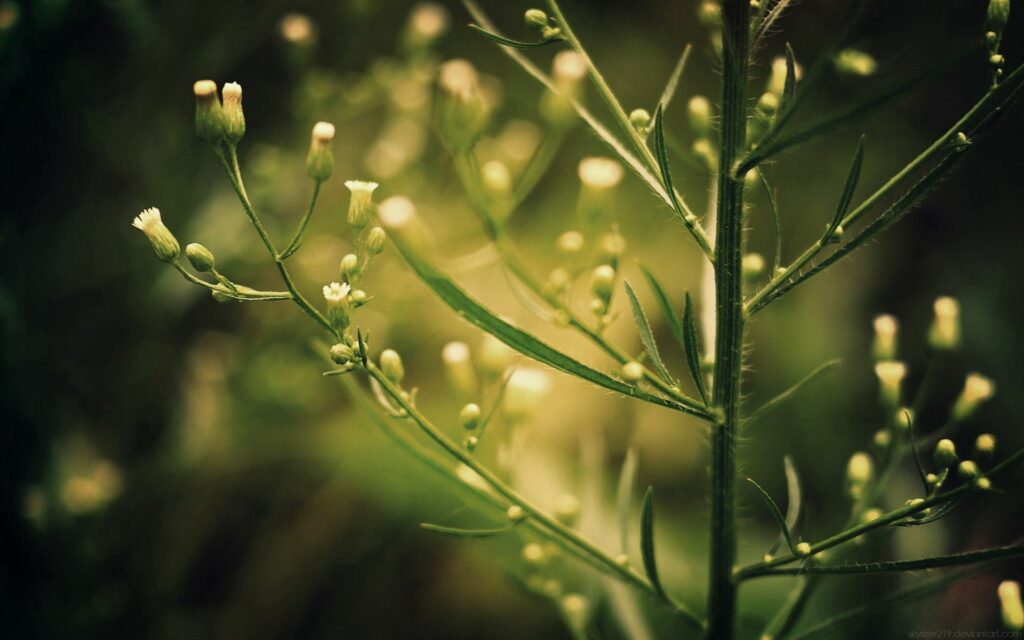 Tranquil Plant Wallpaper: Delicate Branches & Budding Flowers