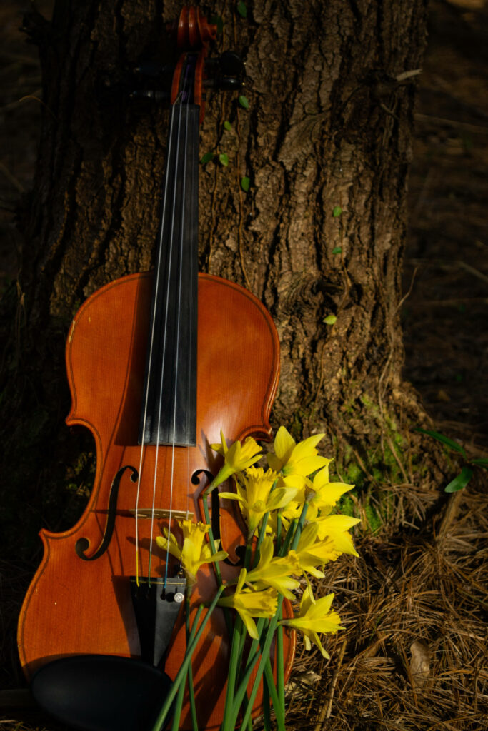 Serene Violin & Daffodils Wallpaper – Nature's Peaceful Melody