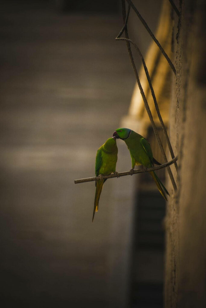 Tranquil Wallpaper: Rose-Ringed Parakeets on a Branch - Serene Nature