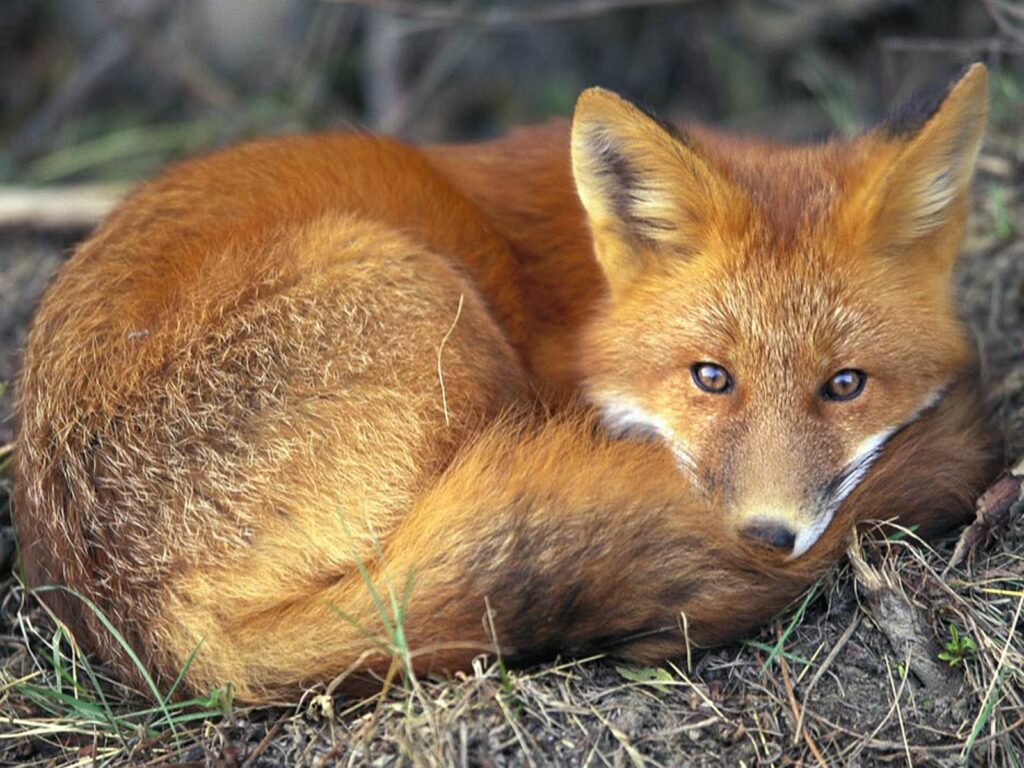 Warm-Toned Fox Wallpaper: Cozy Red & Orange Serenity Background