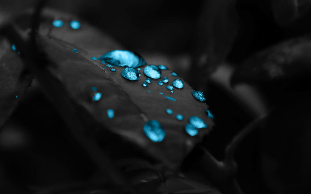 Nature's Elegance: Mesmerizing Droplets on a Majestic Black Leaf - A Stunning Desktop Wallpaper