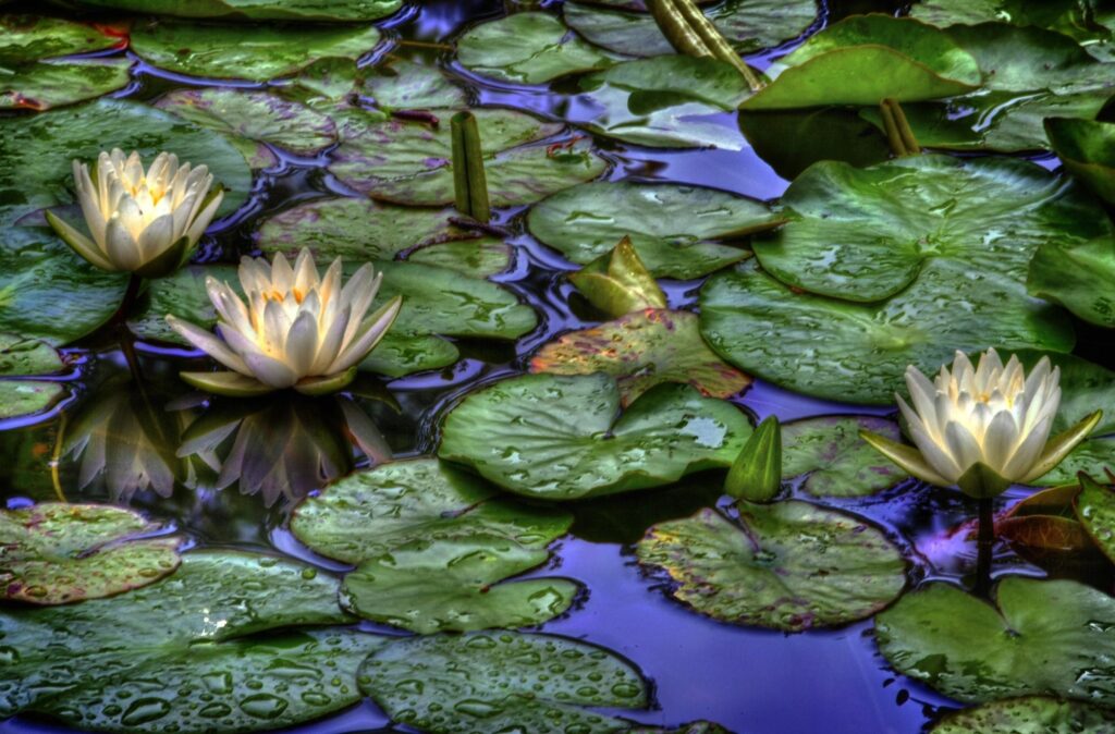 Serene Water Lilies Pond Wallpaper: Refreshing Nature Background