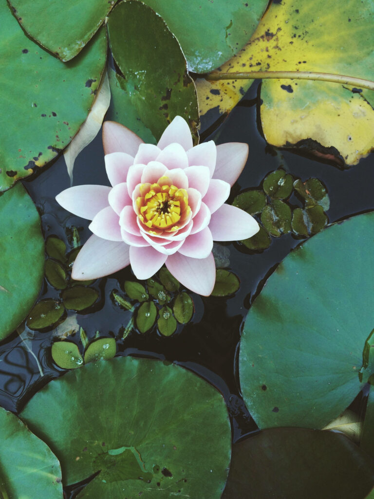 Beautiful Water Lily Wallpaper for a Tranquil Android Background