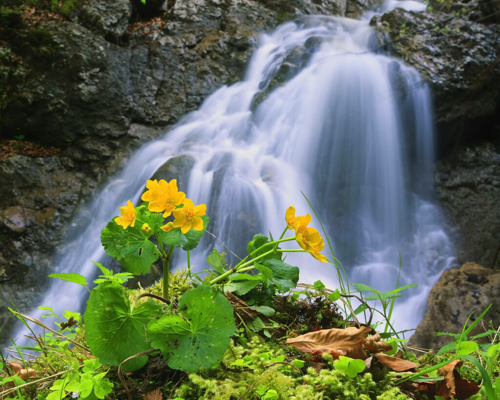 Serene Waterfall Wallpaper: Tranquil Nature with Vibrant Flowers