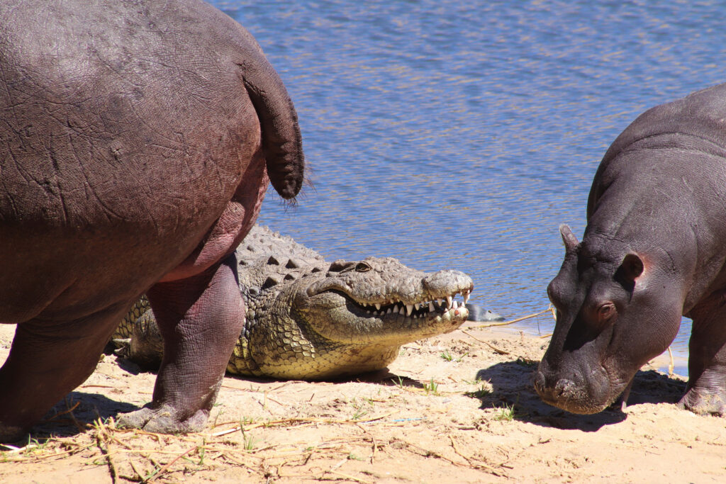 Serene Hippo & Alligator Basking by Water's Edge Wallpaper