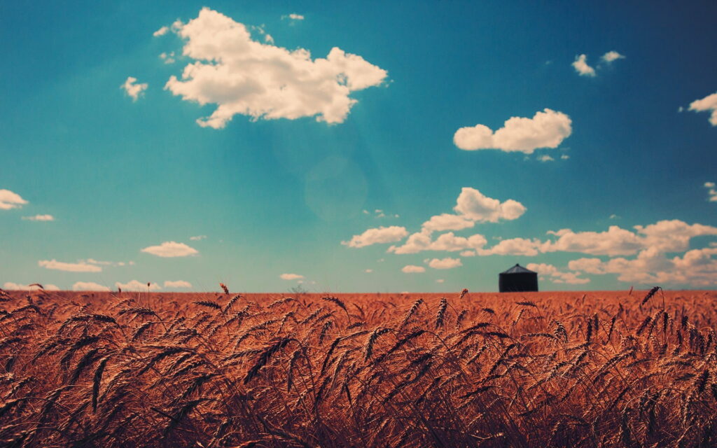 Serene Wheat Field HD Wallpaper: Tranquil Blue Sky Background