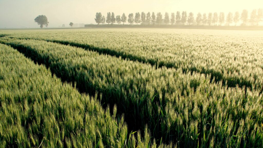 Tranquil wheat field with soft morning light and foggy trees creating peaceful rural scene Wallpaper