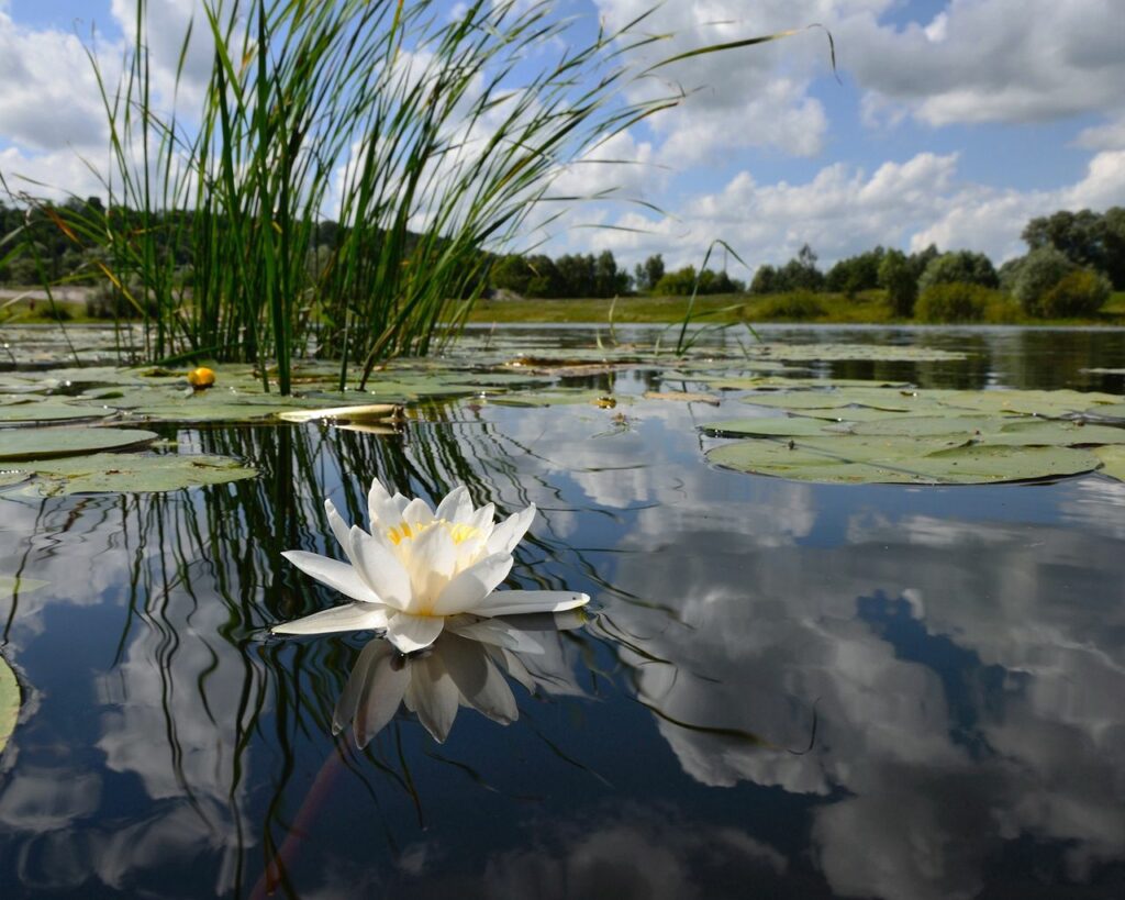 Serene White Lily Floating in Calm Swamp - Tranquil Background Image Wallpaper