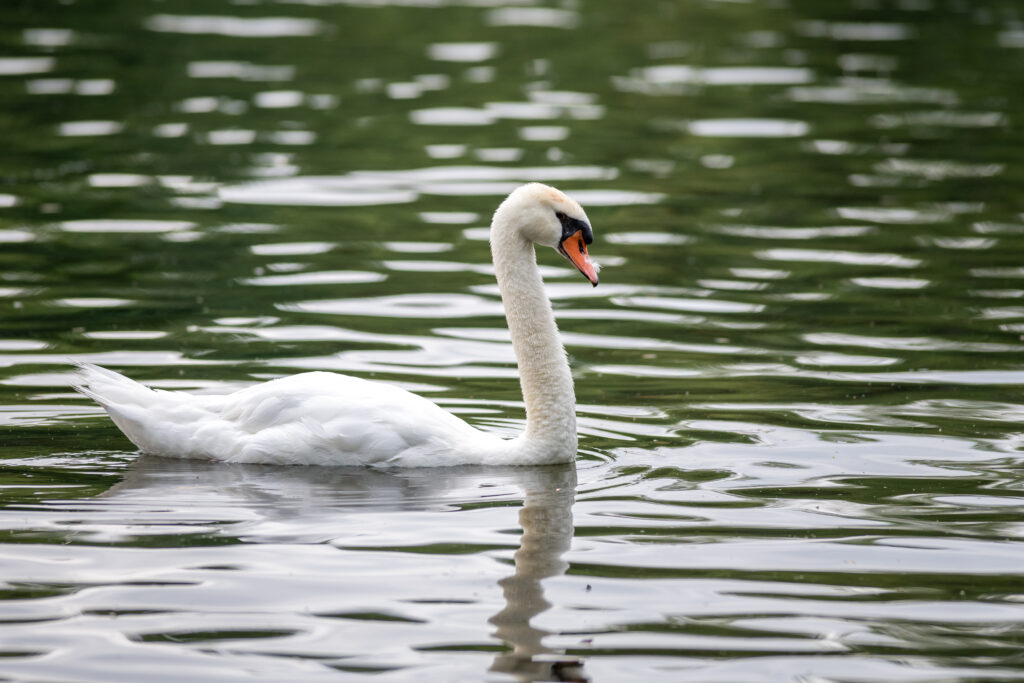Graceful White Swan Gliding Across Tranquil River - Serene Reflection Wallpaper