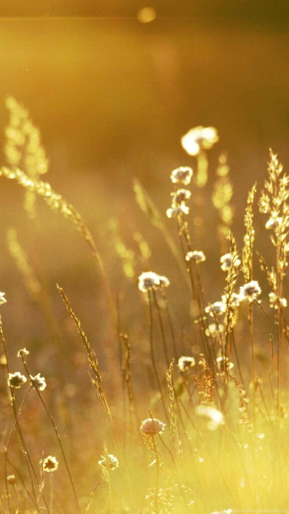 Serene Wild Grass & Flower Wallpaper in Golden Sunlight Background