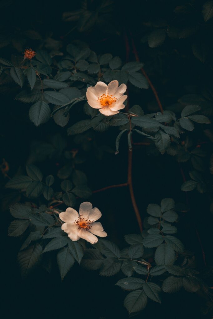 Serene Wild Rose Bush Wallpaper: Delicate White Roses & Green Leaves