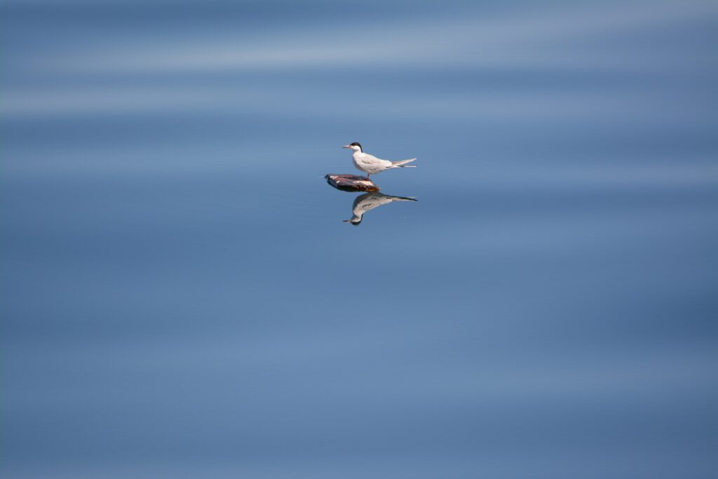 Tranquil Bird Wallpaper: Minimalist Reflection in Calm Water