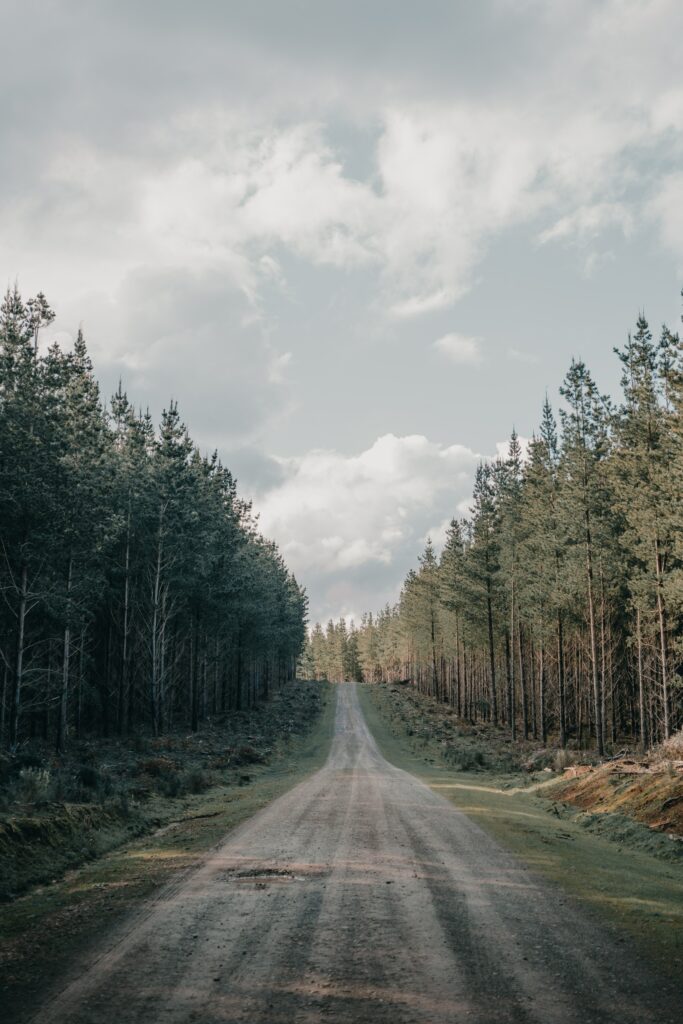 Winding road through dense conifer forest ascending hill under vast sky peaceful nature wallpaper