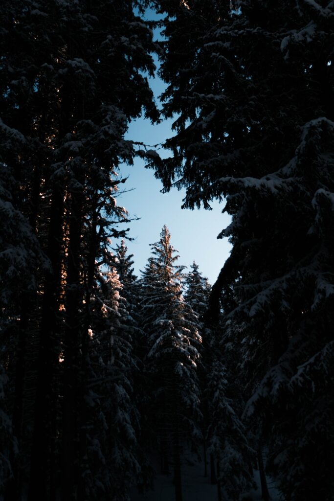 Tranquil winter forest at night with tall snow-covered trees against deep blue sky wallpaper