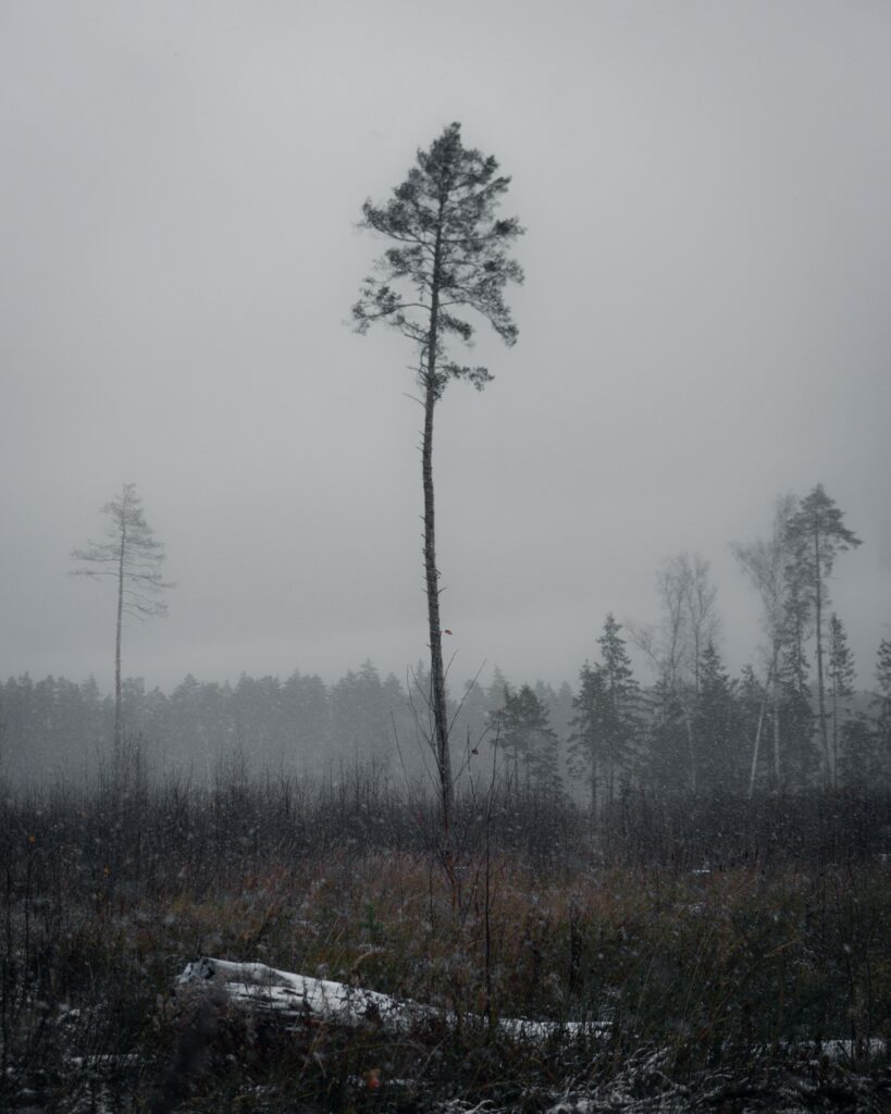 Lone pine tree in snowy forest with muted colors and tranquil winter landscape wallpaper background