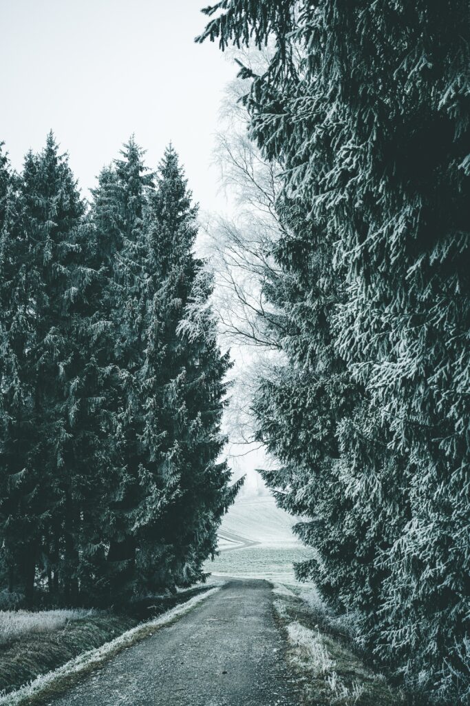 Snowy winter forest road with tall evergreen trees and frosty tranquil woodland scenery Wallpaper