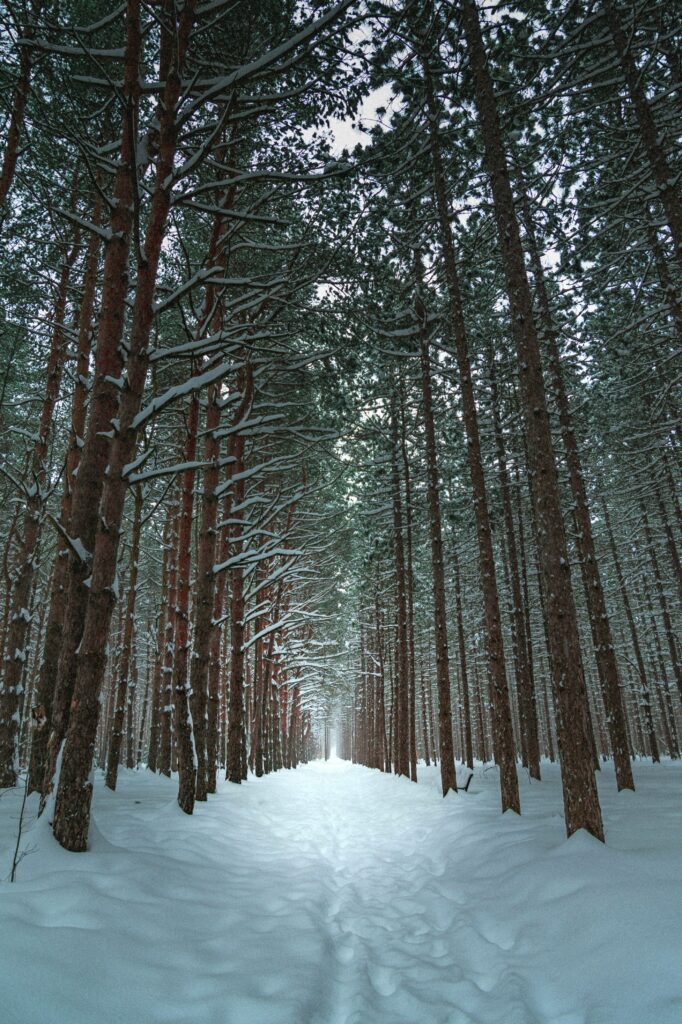 Winter forest trail with snow-covered trees and soft light creating a serene nature wallpaper background